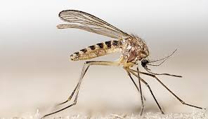 Culex Pipiens mosquito control