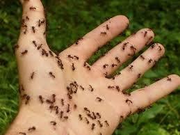 Fire Ants Control
